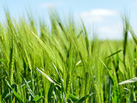 观太镇40亩园地 — 果园转让